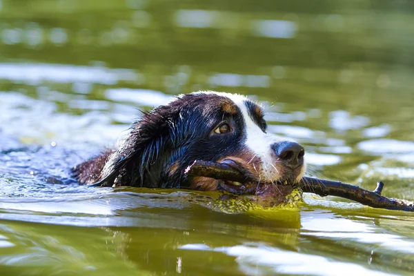 Bernese dağ köpeği — Stok fotoğraf