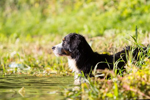 Chien de montagne bernois — Photo