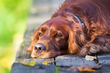 Sonbahar parkında köpek