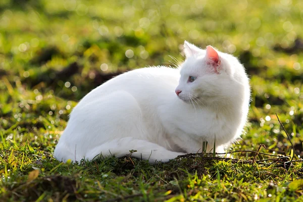 Witte kat in groene gras — Stockfoto