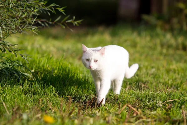 White cat in green grass — Stock Photo, Image