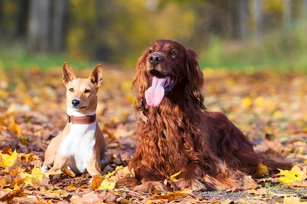 Hundar i höst park — Stockfoto