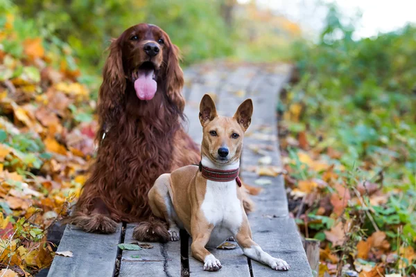 Cães no parque de outono — Fotografia de Stock