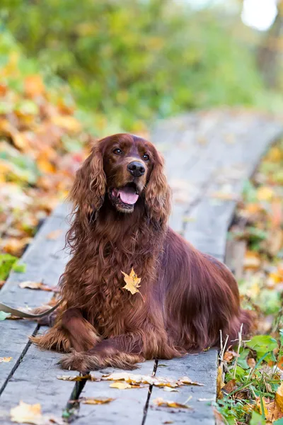 Hunde im Herbstpark — Stockfoto