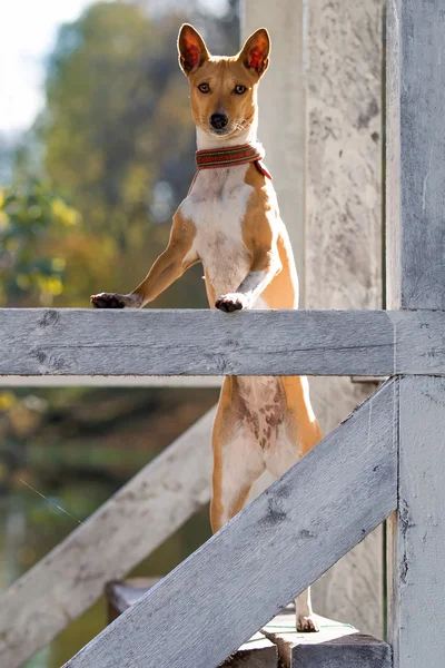 Cão Basenjis no pavilhão de outono — Fotografia de Stock