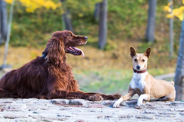 Basenji e cani setter irlandesi nel parco autunnale — Foto Stock