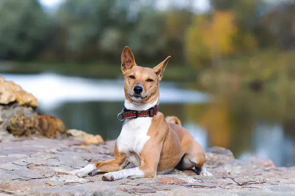 Basenjis chien assis dans le parc d'automne — Photo