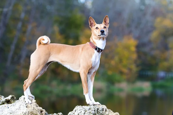 Basenjis Hund sitzt im Herbstpark — Stockfoto