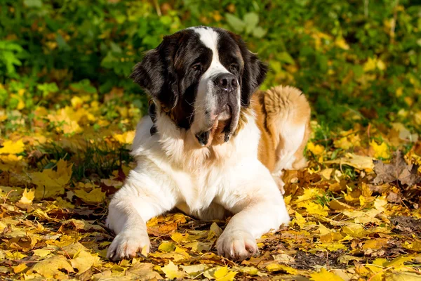 秋の公園の犬 — ストック写真