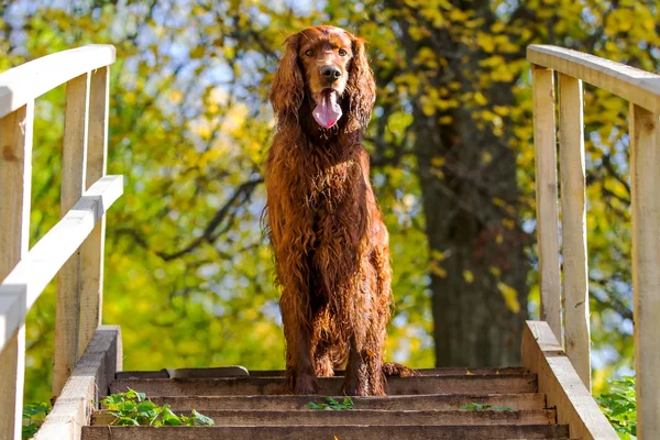 秋の公園の犬 — ストック写真