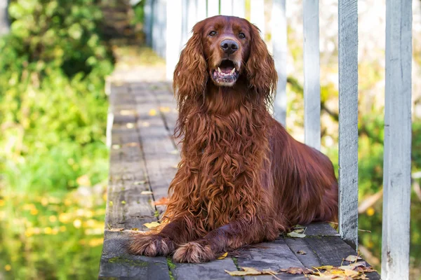 Dog in autumn park — Stock Photo, Image