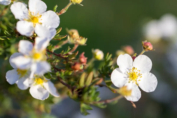 Tak met kleine witte bloemen — Stockfoto