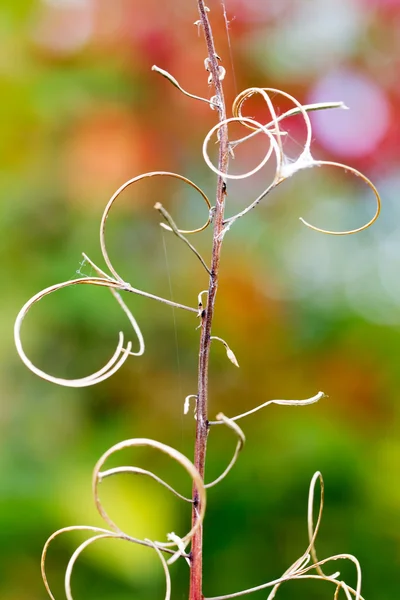 干燥花分支图案 — 图库照片