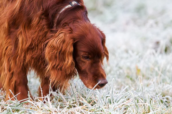 Roter Irlandsetter — Stockfoto