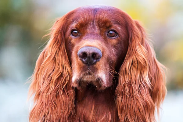 Cão de caça irlandês vermelho — Fotografia de Stock