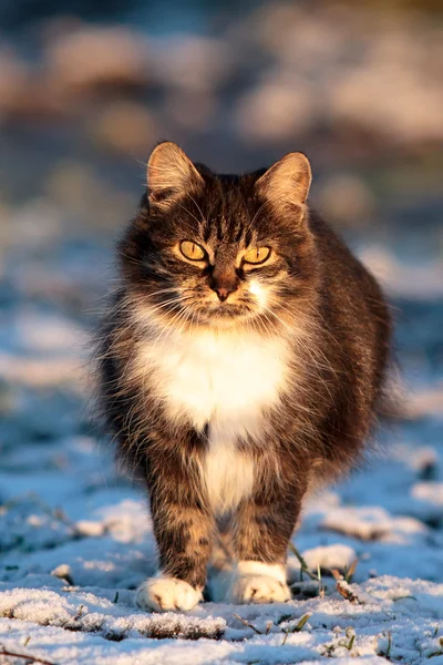 Gato gris — Foto de Stock