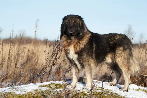 Cão pastor caucasiano no campo de outono — Fotografia de Stock