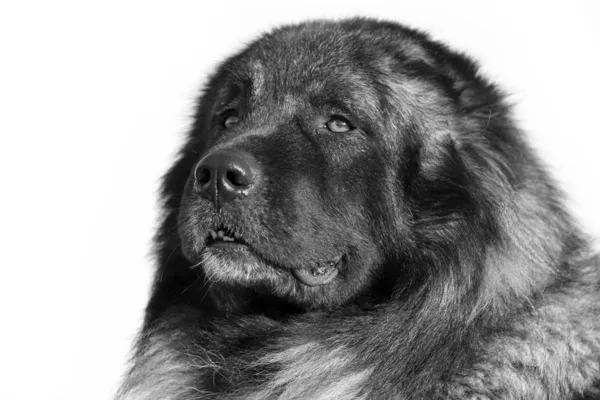 Kaukasisk herdehund i höst fält — Stockfoto