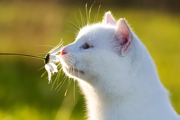 Белая кошка Лицензионные Стоковые Фото
