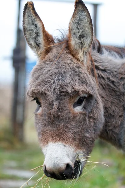 Burro cinzento — Fotografia de Stock