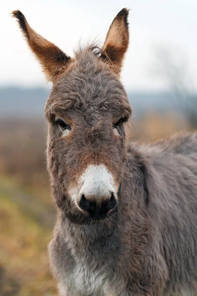 Gray Donkey — Stock Photo, Image