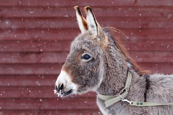 Gray Donkey — Stock Photo, Image