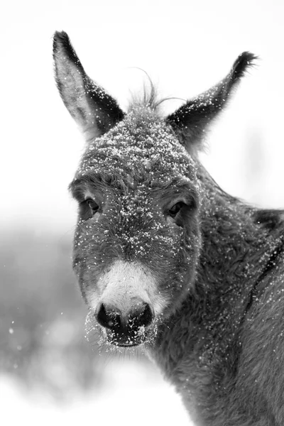 Gray Donkey — Stock Photo, Image