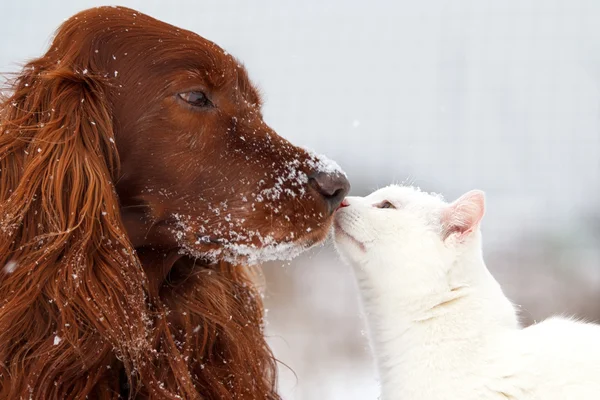 Roter Hund und weiße Katze — Stockfoto