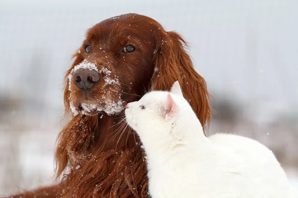 Cane rosso e gatto bianco — Foto Stock