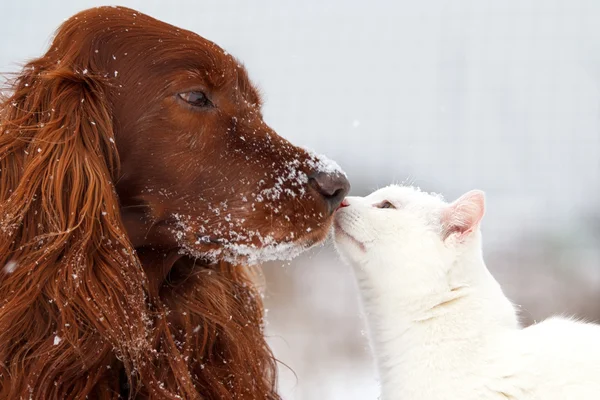 Red dog and white cat Stock Picture