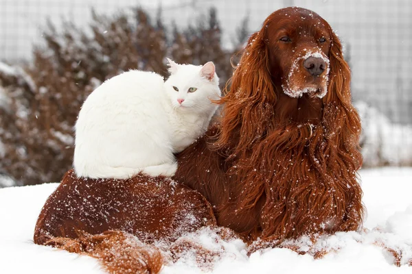 Red dog and white cat Stock Image