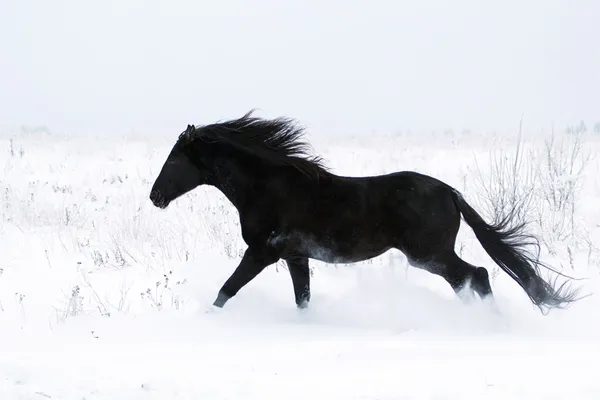 Caballo negro y nieve blanca — Foto de Stock