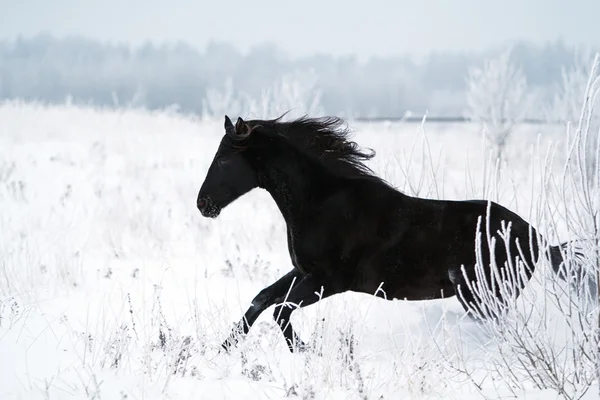 Черная лошадь и белый снег — стоковое фото