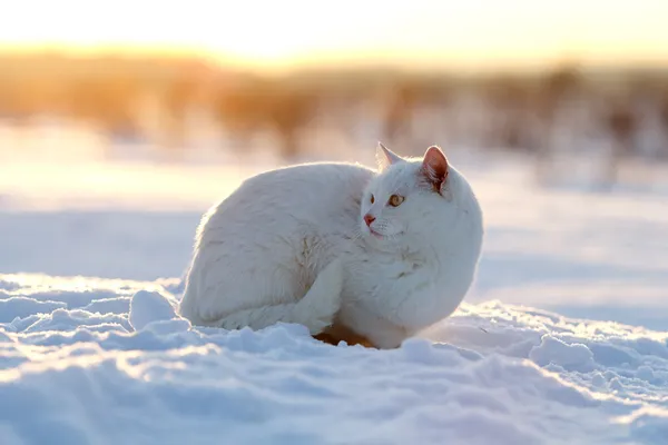 猫和雪 — 图库照片