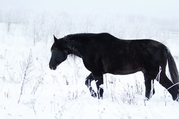 Černý koně a bílý sníh — Stock fotografie