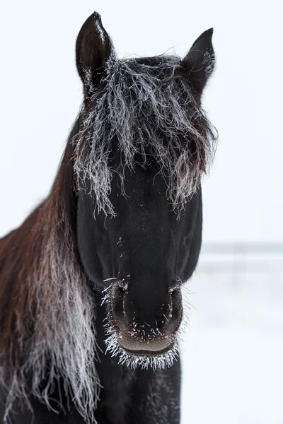 Cavallo nero e neve bianca — Foto Stock