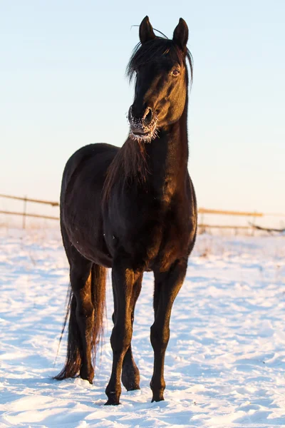 Caballo negro —  Fotos de Stock