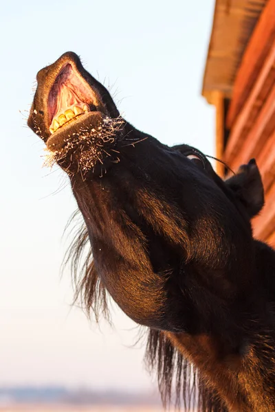 Černý kůň — Stock fotografie