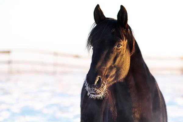 Caballo negro —  Fotos de Stock