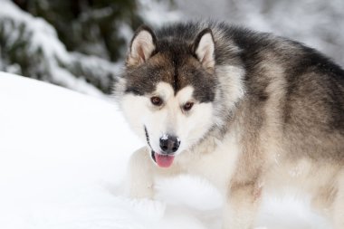 Malamute köpek