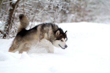 Malamute köpek