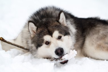 Malamute köpek