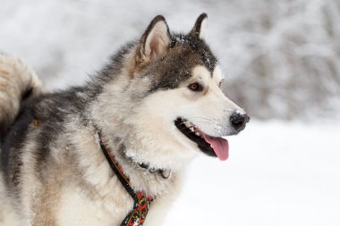 Malamute köpek