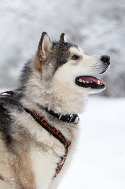 Malamute köpek