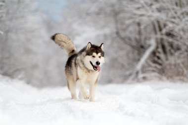 Malamute köpek