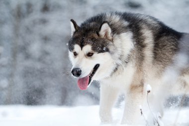 Malamute köpek