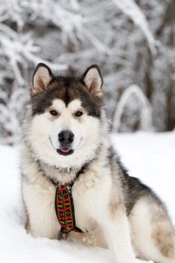 Malamute köpek
