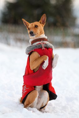 basenjis köpek
