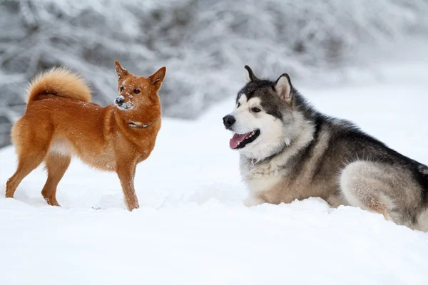 Malamute ja eskimo koirat — kuvapankkivalokuva