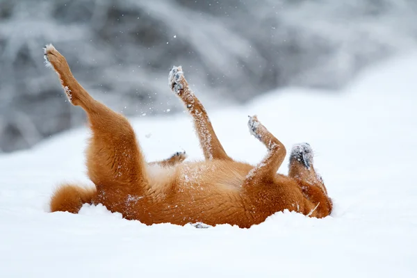 Red Eskimop cão — Fotografia de Stock